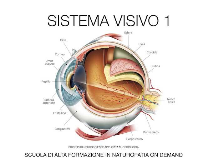 sistema visivo